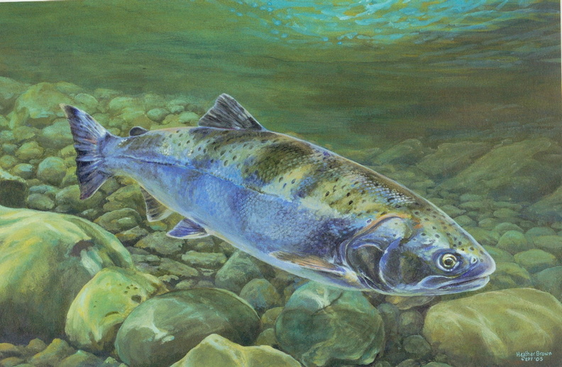 salmon1-1.jpg