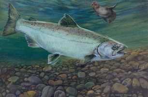 salmon6-1