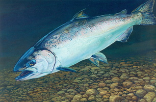 salmon8-1