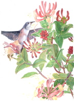 anna s humming bird