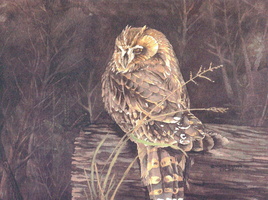 short-earred-owl
