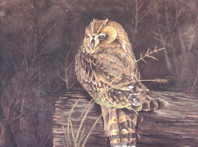 short-earred-owl.jpg