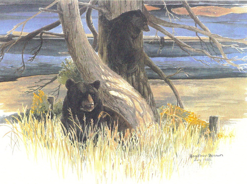 black-bears.jpg