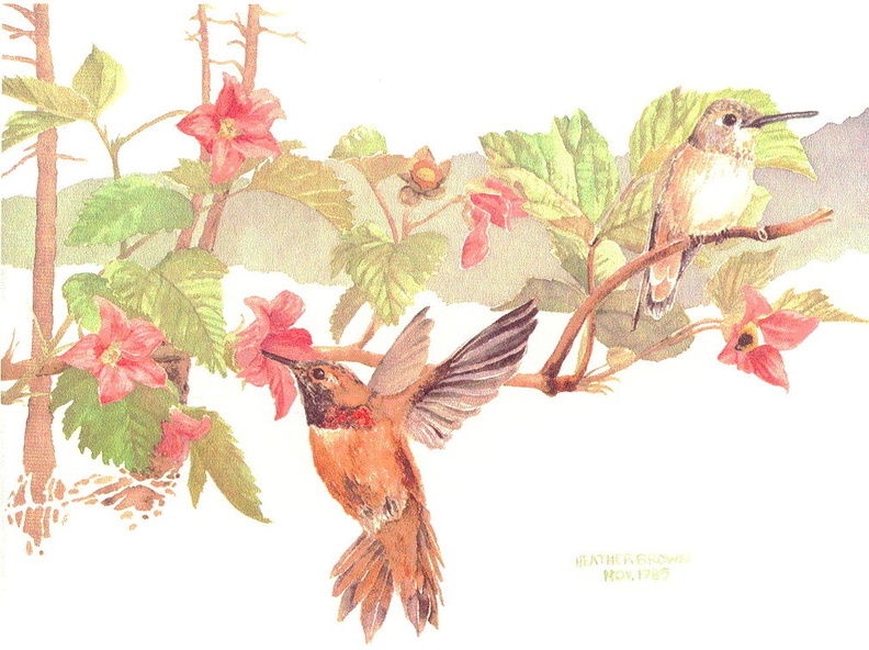 rufous-hummingbirds.jpg