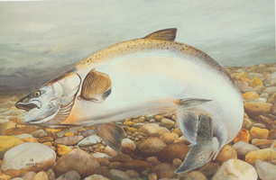 salmon2-1