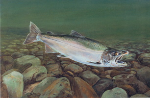 salmon3-1