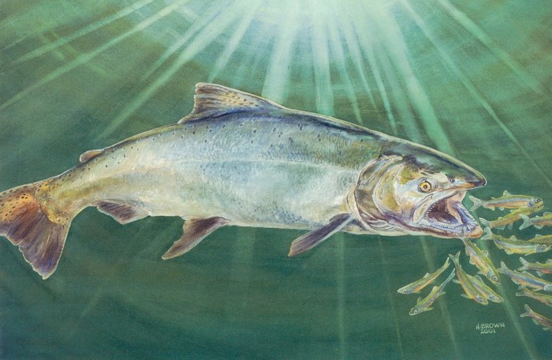 salmon7-1.jpg