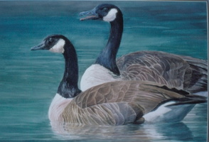 Canada Geese all