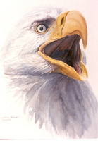 eagle study detail